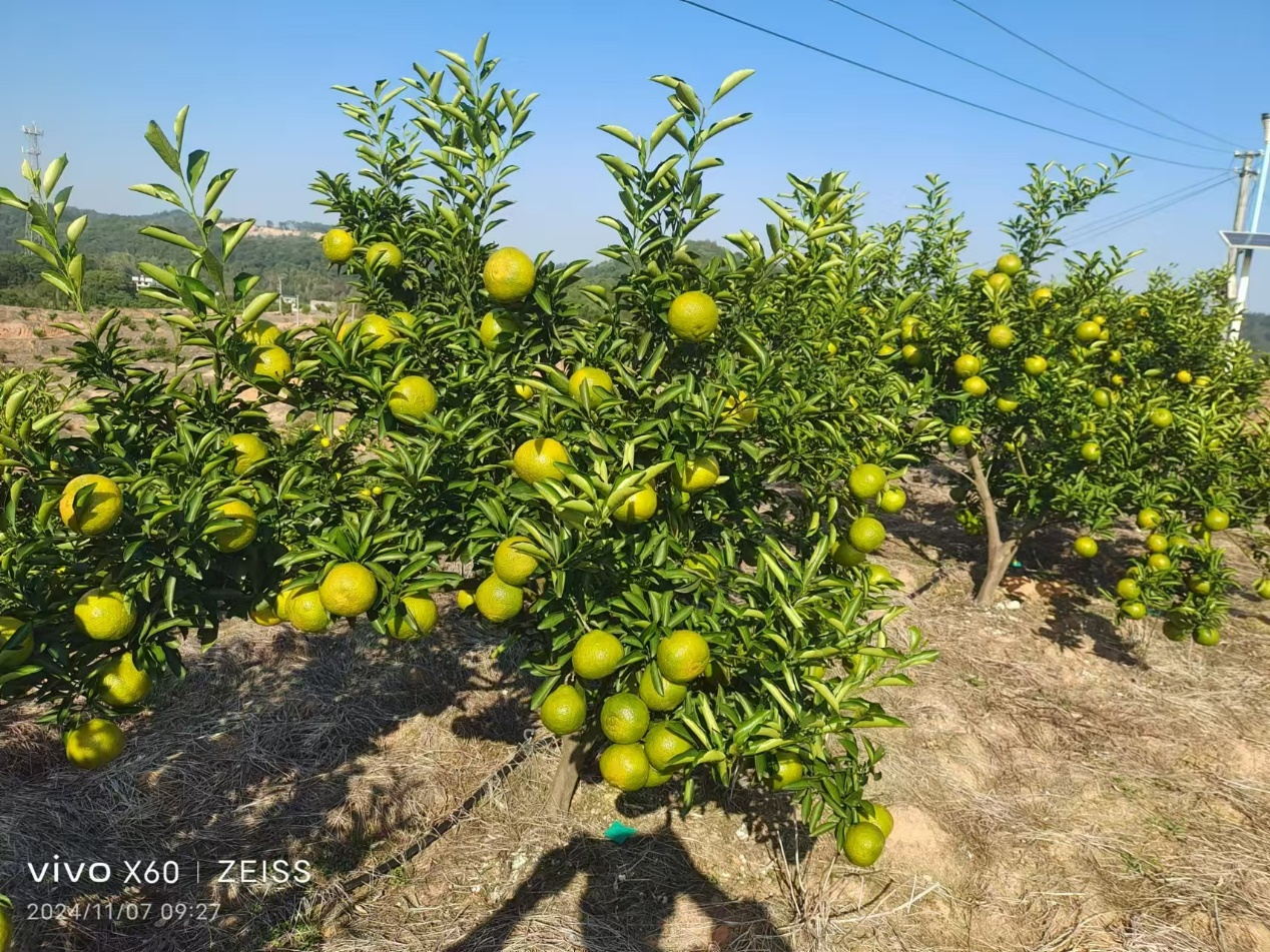 金果满枝,忧思难纾——一位浙商与千亩香椿柚的守望